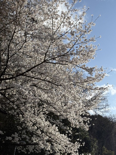 足高神社麓の桜