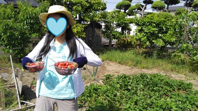 イチゴ畑収穫