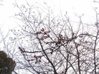 s-P4030090b