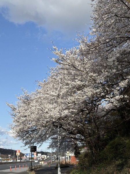 足高神社麓の桜