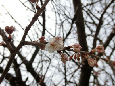 桜咲く