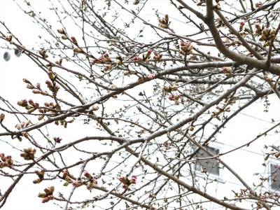 カバヤの桜