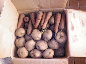 ふなばファームの野菜