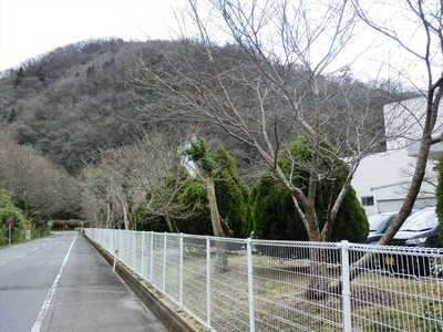 カバヤの桜