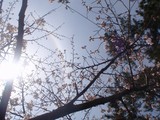 お花見しました