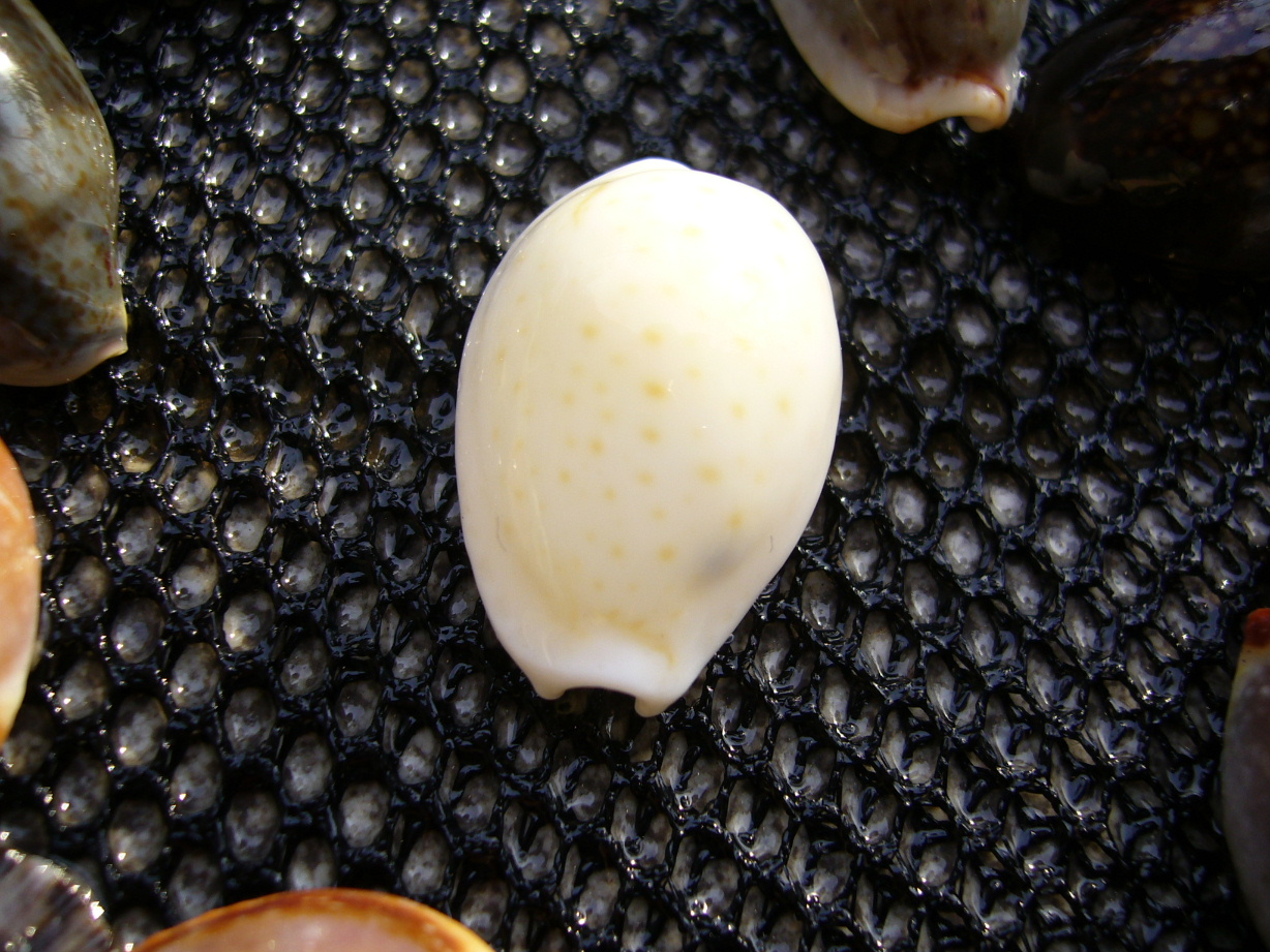 白いタカラガイ おやぢのつまらない日記