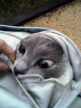 ¤Ç¡¢½Ð¤¿¤¤¡Ä