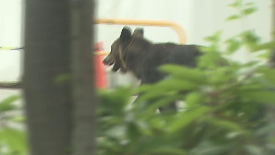 札幌市東区 イオン元町店周辺のクマ出没で ある疑問の声 が続出する事態に 注目トピックスch 札幌市東区 イオン元町店周辺のクマ出没で ある疑問の声 が続出する事態に 注目トピックスch