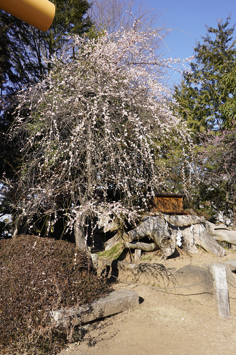 s-_DSC4871
