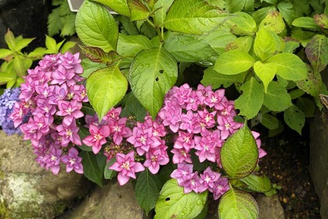 s-_DSC0322