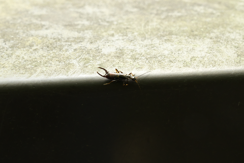 s-_DSC0935