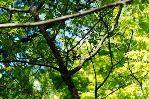 s-D6700540-ARW_DxO_DeepPRIMEXD