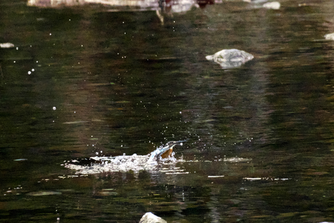 s-_DSC0201