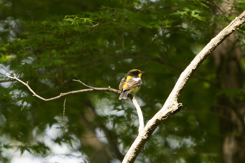 s-_A741980-ARW_DxO_DeepPRIMEXD