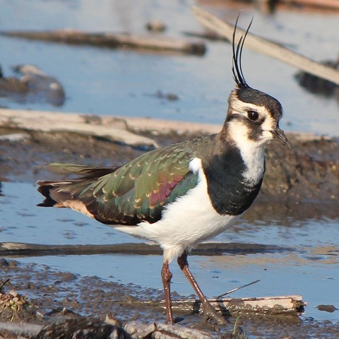 Vanellus_vanellus_005_walking