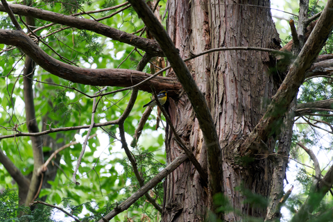 s-D6700592-ARW_DxO_DeepPRIMEXD