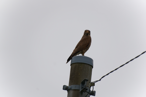 s-DSC09831-ARW_DxO_DeepPRIMEXD