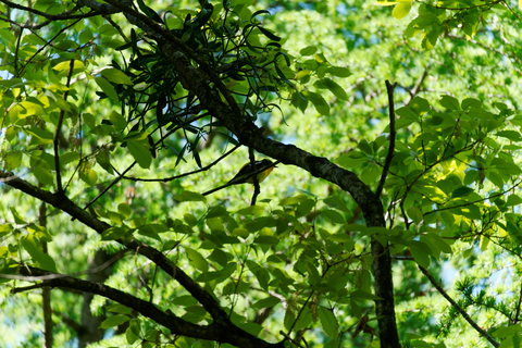 s-D6700495-ARW_DxO_DeepPRIMEXD