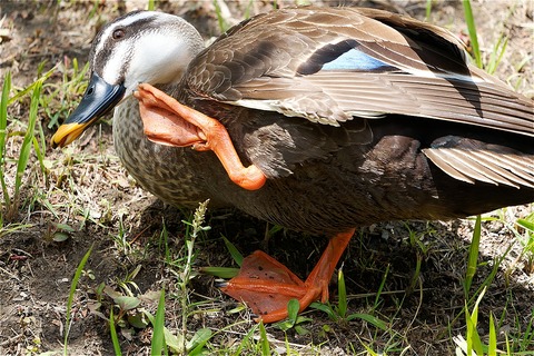 s-67L01077-ARW_DxO_DeepPRIMEXD