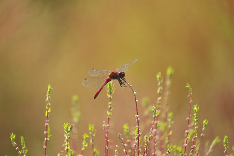 s-_DSC3792