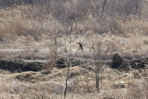 s-_67L3348-ARW_DxO_DeepPRIMEXD