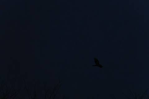 s-_67L6987-ARW_DxO_DeepPRIMEXD