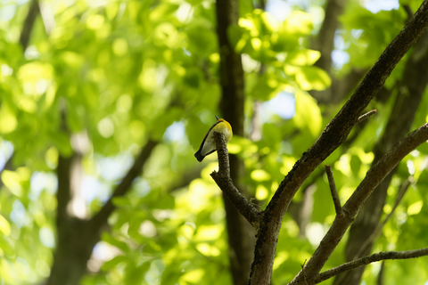 s-_A741906-ARW_DxO_DeepPRIMEXD