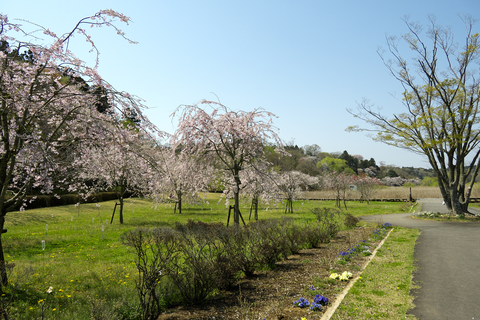 s-_DSC6241