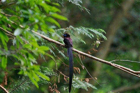 s-67L03579-ARW_DxO_DeepPRIMEXD