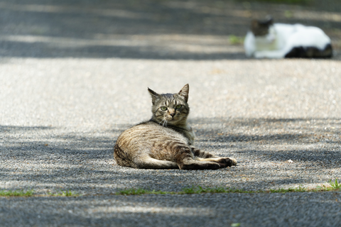 s-_A741901-ARW_DxO_DeepPRIMEXD