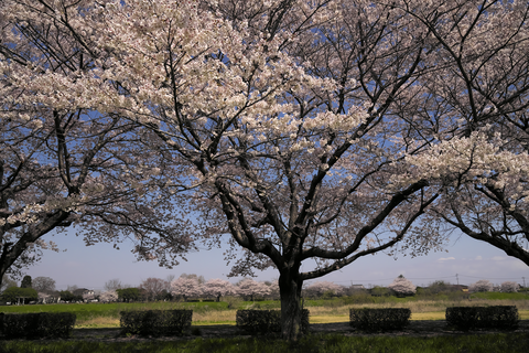 s-_DSC0479
