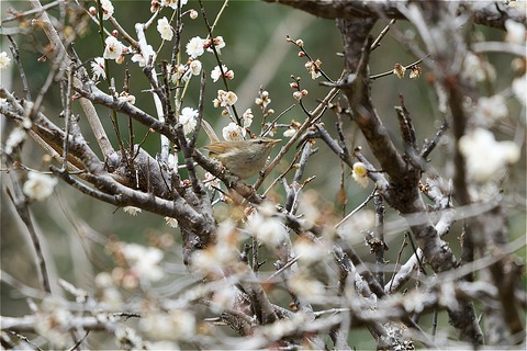 s-D6705735-ARW_DxO_DeepPRIMEXD