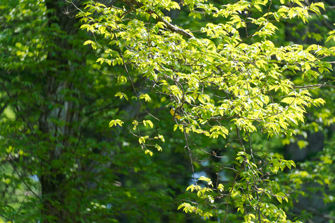 s-D6700553-ARW_DxO_DeepPRIMEXD