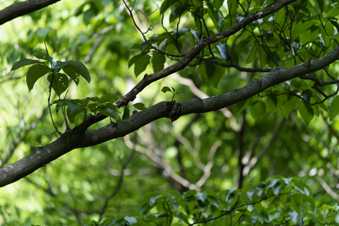 s-_A741896-ARW_DxO_DeepPRIMEXD