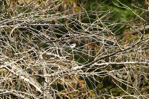 s-_DSC2476