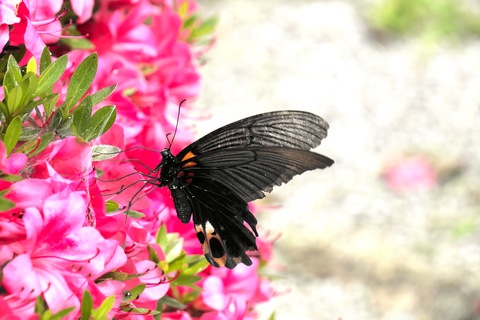 s-_DSC0870