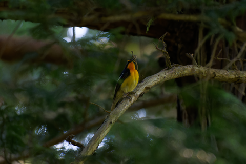 s-D6701533-ARW_DxO_DeepPRIMEXD