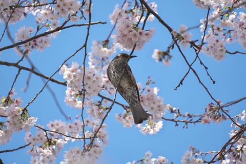 s-_DSC6118