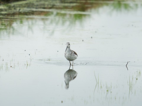67L04724-ARW_DxO_DeepPRIMEXD