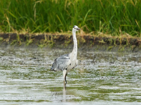67L04523-ARW_DxO_DeepPRIMEXD