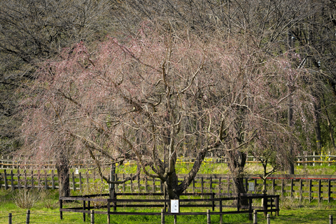 s-_DSC0418