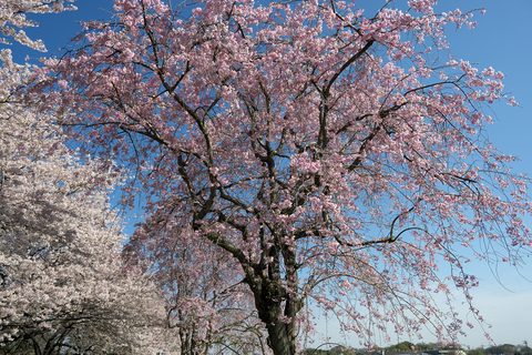 s-_DSC6100