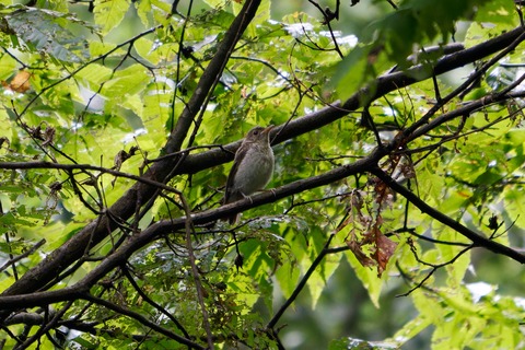 67L03471-ARW_DxO_DeepPRIMEXD