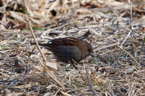 D6703970-ARW_DxO_DeepPRIMEXD