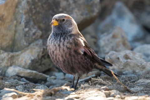 D6703861-ARW_DxO_DeepPRIMEXD