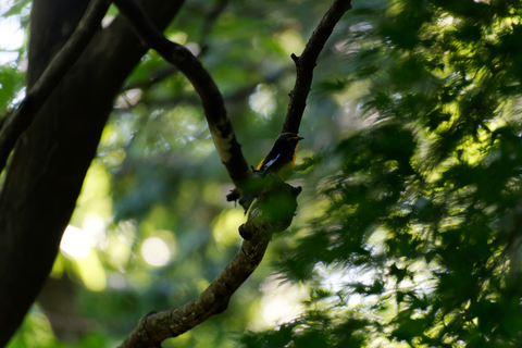 s-D6701489-ARW_DxO_DeepPRIMEXD