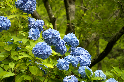 s-_DSC1092