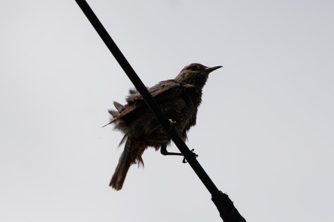 67L01069-ARW_DxO_DeepPRIMEXD