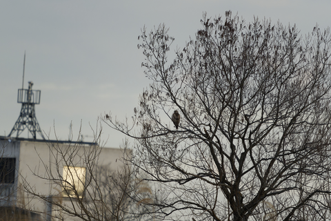 s-_67L3602-ARW_DxO_DeepPRIMEXD