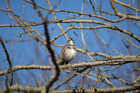 s-_DSC4462